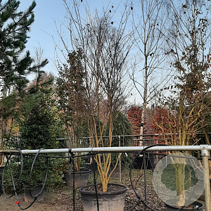 Cornus kousa 350-400 cm draadkluit meerstammig