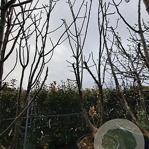 Ficus carica 300-350 cm container meerstammig