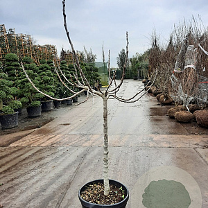 Ficus carica 100 cm stam container 10-12HO