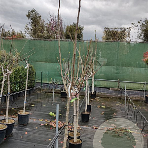 Ficus carica 100 cm stam container 10-12HO