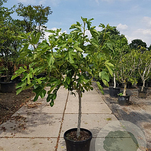 Ficus carica 100 cm stam container 10-12HO