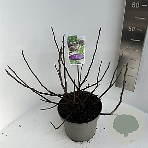 Ficus car. Little Miss Figgy 40-50 cm 5,0L