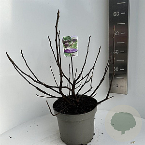 Ficus car. Little Miss Figgy 40-50 cm 5,0L