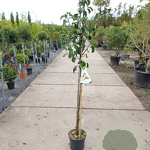 Pyrus c. 'Conference' halfstam 7,5L