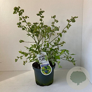 Vaccinium c. 'Goldtraube 23' 30-40 cm 3,0L