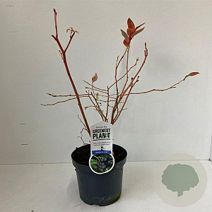 Vaccinium c. 'Jersey' 30-40 cm 3,0L