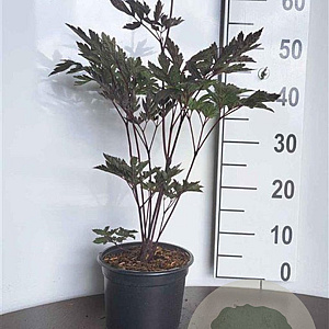 Actaea simp. 'Brunette' GM 2,0L