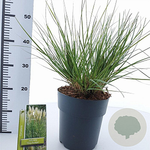 Cortaderia s. Tiny Pampa 50-60 cm 6,5L
