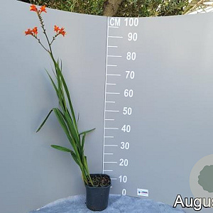 Crocosmia 'Lucifer' GM 2,0L