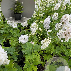 Delphinium 'Magic Fountains White' GM 2,0L