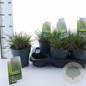 Deschampsia cesp. 'Goldtau' 30-60 cm 2,0L