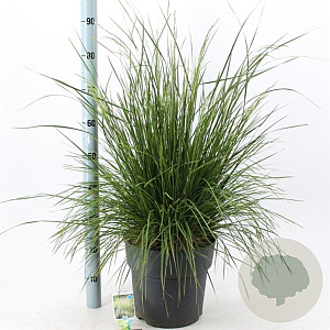 Deschampsia cesp. 'Goldtau' 50-80 cm 12L