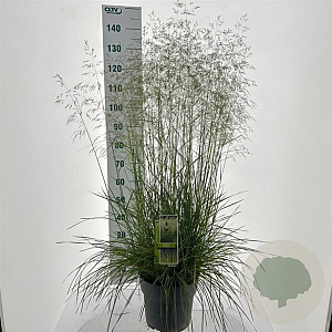 Deschampsia cesp. 'Goldtau' 50-80 cm 12L