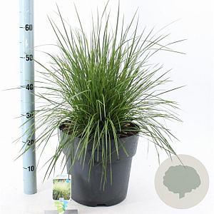 Deschampsia cesp. 'Goldtau' 50-80 cm 12L