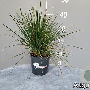 Deschampsia cesp. 'Goldtau' GM 2,0L