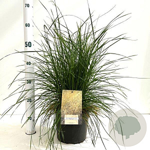 Deschampsia cesp. 'Goldtau' gm 4,0L