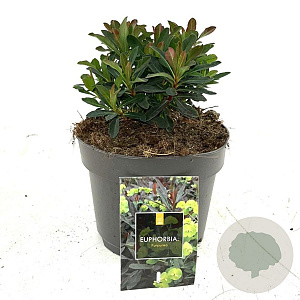 Euphorbia amygdal. 'Purpurea' GM 2,0L