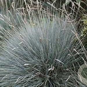 Festuca valesiaca 'Glaucantha' GM P9
