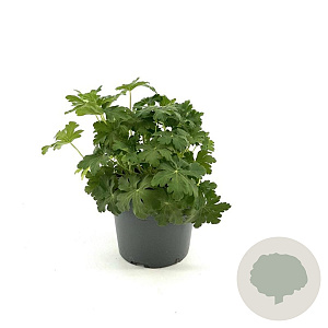 Geranium macr. 'Spessart' GM 2,0L