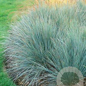 Helictotrichon sem. 'Pendula' GM 2,0L