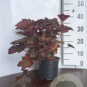 Heuchera m. 'Palace Purple' GM 2,0L