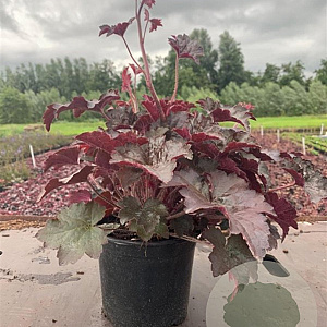 Heuchera m. 'Palace Purple' GM 2,0L