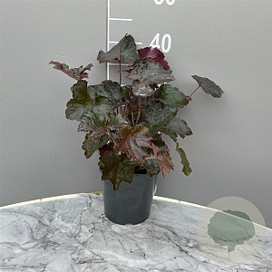 Heuchera m. 'Palace Purple' GM 2,0L