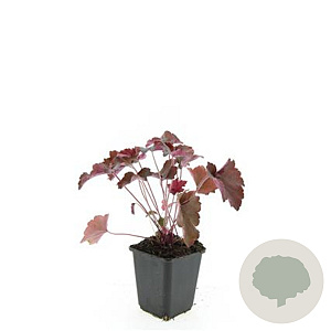Heuchera m. 'Palace Purple' GM P9