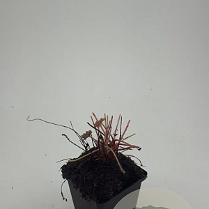 Heuchera m. 'Palace Purple' GM P9