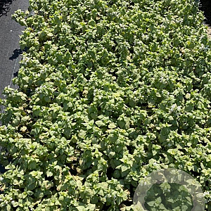 Lamium mac. 'White Nancy' GM 2,0L
