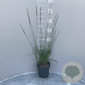 Molinia caerulea 'Heidebraut' GM 2,0L