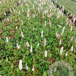 Persicaria aff. 'Superba' GM 2,0L