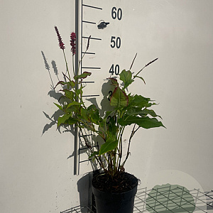 Persicaria a. 'Speciosa' GM 2,0L