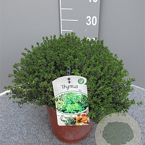 Thymus vulgaris GM C3