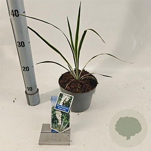 Yucca filamentosa 'Bright Edge' 20-30 cm 2,0L