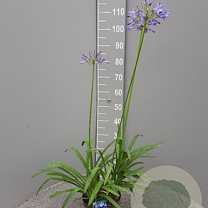 Agapanthus 'Dr Brouwer' GM C3