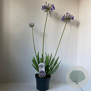 Agapanthus 'Sunfield' 25-30 cm 3,0L