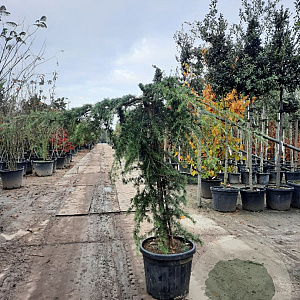 Cedrus deod. 'Pendula' 140-160 cm 35L