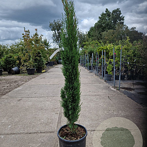 Cupressus semp. 'Pyramidalis' 100-125 cm 10L