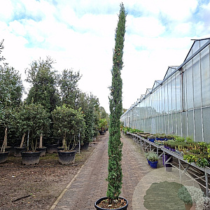 Cupressus semp. 'Pyramidalis' 350-400 cm container