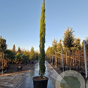 Cupressus semp. 'Pyramidalis' 400-450 cm cont. 130L
