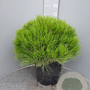 Pinus 'Marie Bregeon' 50 cm container bol