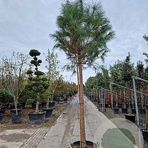 Pinus pinea 180 cm stam container 25-30