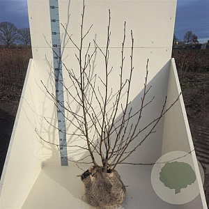 Alnus glutinosa 100-125 cm met kluit meerstammig