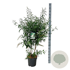 Buddleja d. 'White Profusion' 100-125 cm 15L