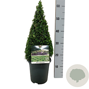 Buxus sempervirens 40-50 cm 4,0L piramide antraciet