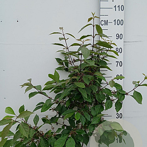 Callicarpa bod. 'Profusion' 80-100 cm 10L