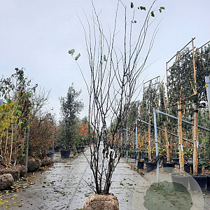 Cercis siliquastrum 350-400 cm draadkluit meerstammig