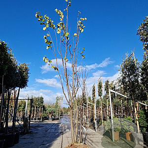 Cercis siliquastrum 350-400 cm draadkluit meerstammig