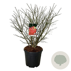 Euonymus alat. 'Compactus' 80-100 cm 30L extra